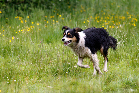 australian sheperd