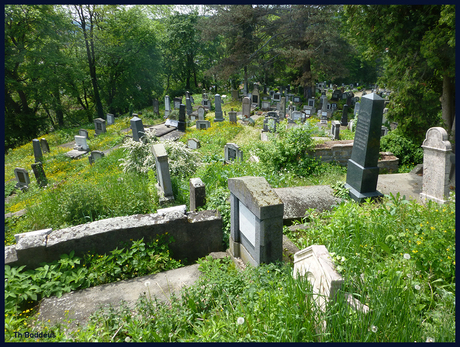 begroeide begraafplaats 1605096115mqw