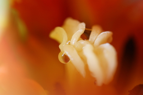 macrohart van een tulp
