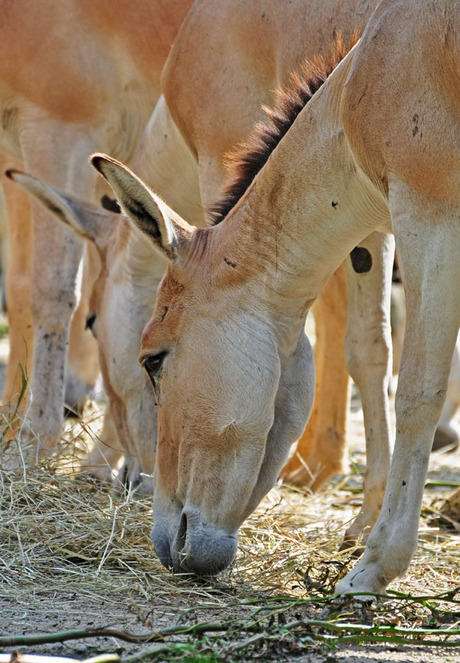 Paarden in blijdorp