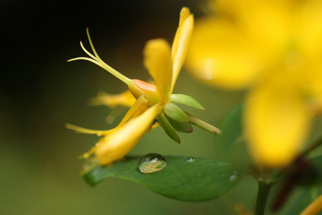 hypericumbloem macro