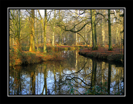 Forest hdr