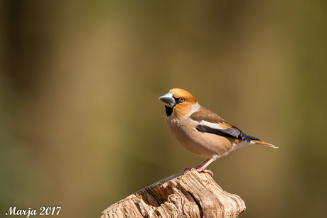 Appelvink