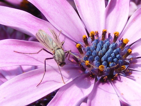 Insect op bloem