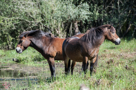 wild horses