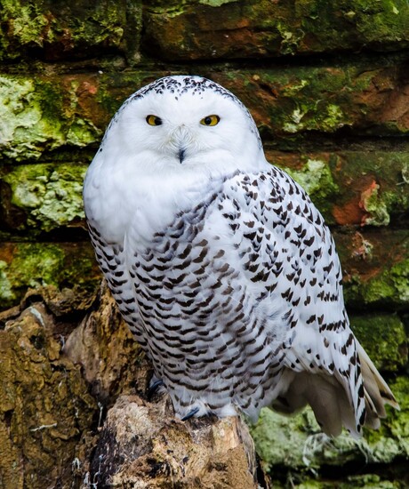 snow owl