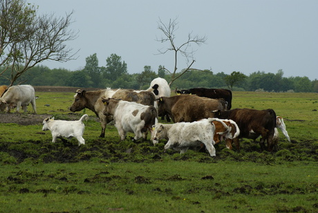 koeien op schouwen-duiveland