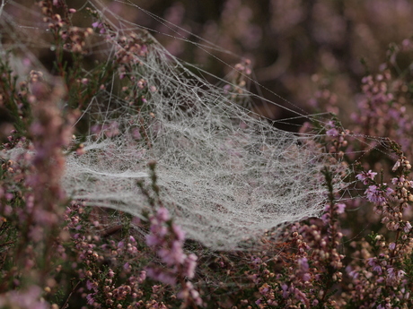 Web in dauw