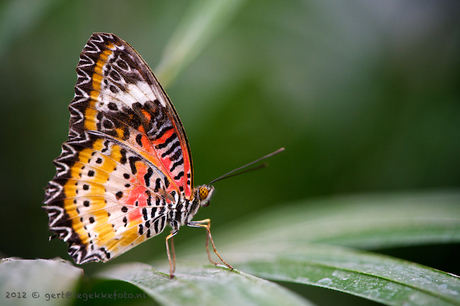 Cethosia hypsea