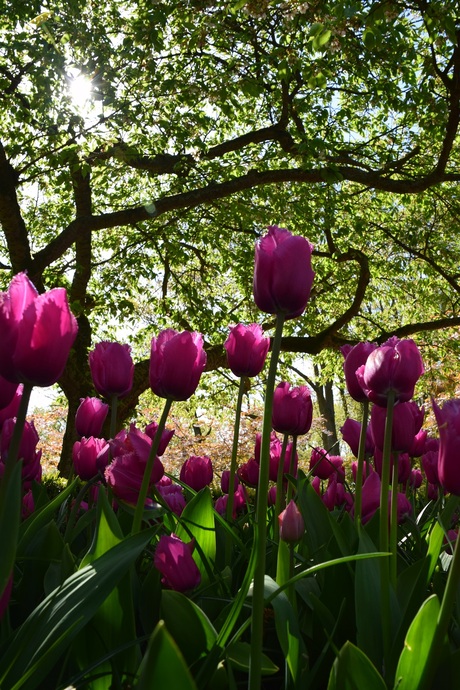 Tulips reaching for the morning sun