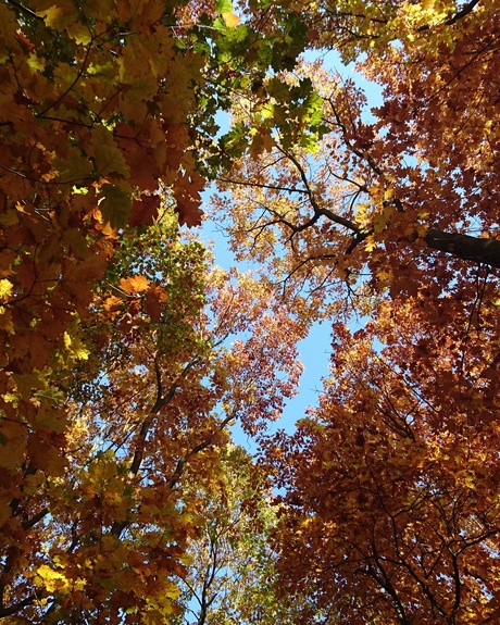 Herfst in Dorst