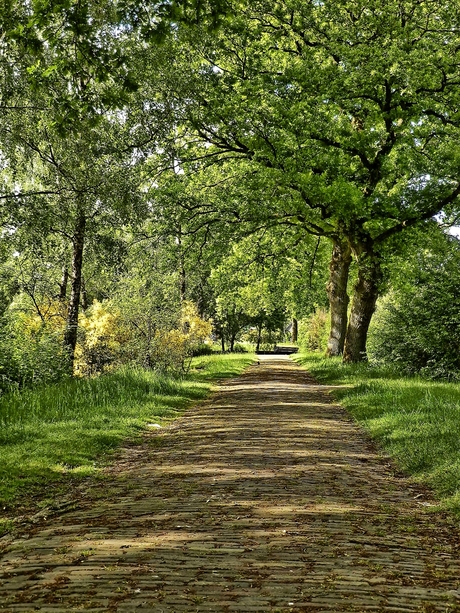 Zomer bij de vijvers.