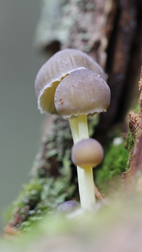 Mini paddenstoeltjes