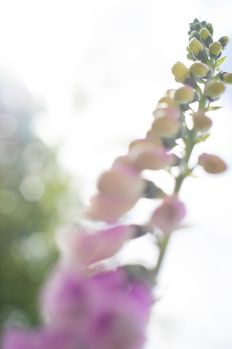 Veld-bokeh-ed