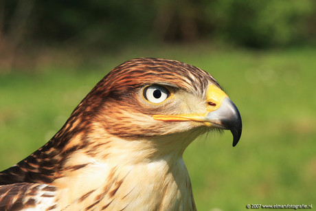 Koningsbuizerd