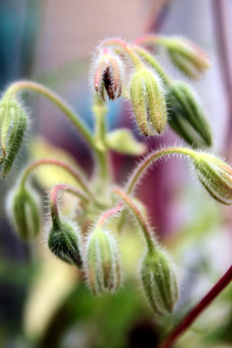 Bloemen in onze Achtertuin in Made