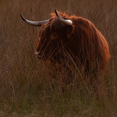 Rund op de Veluwe voor zonsopgang; 29-09-2013.jpg