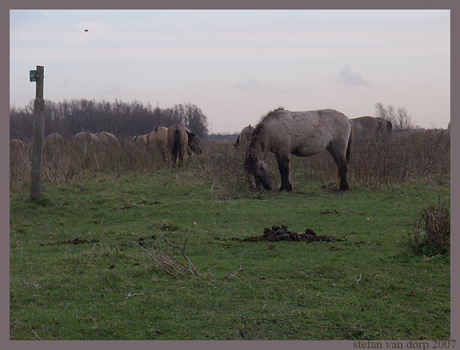 paarden