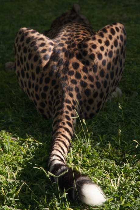 staart cheetah