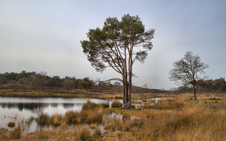 Hatertse vennen