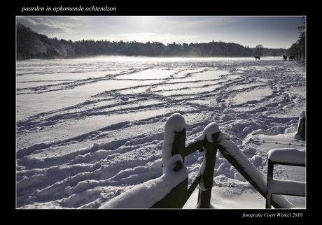 paarden in winterochtend