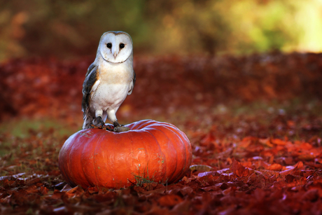 Happy Owloween!