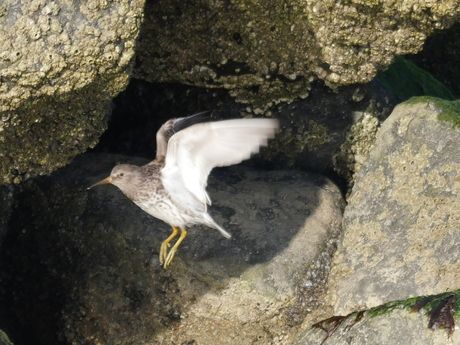 Paarse strandloper