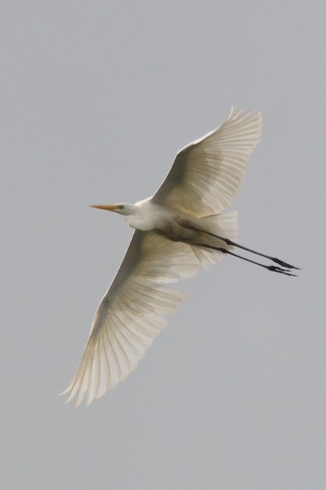 DSC_4698 witte reiger