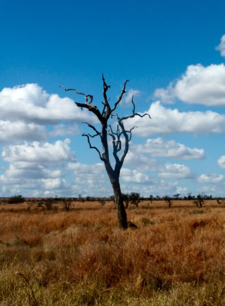 Boom Kruger Park