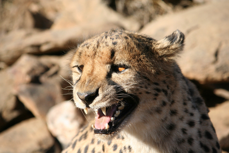 Kittige cheetah