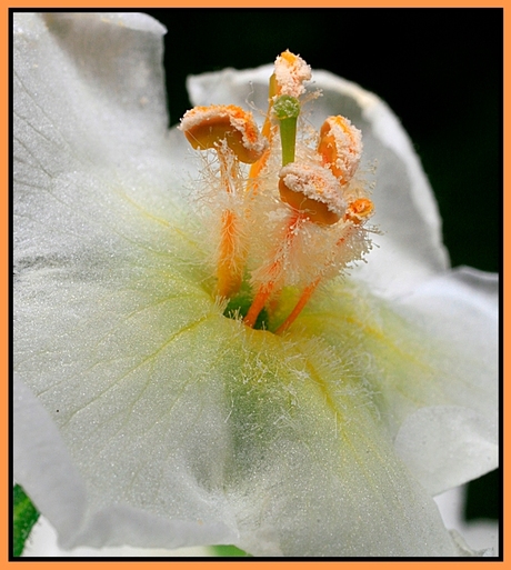 verbascum 2