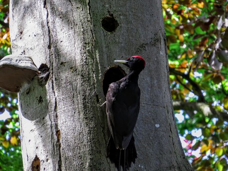Zwarte Specht