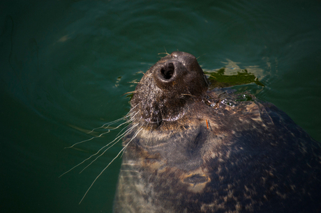 Zeehond