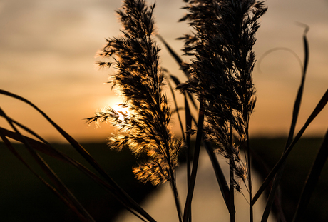 Riet belicht