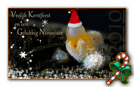 Kerst- en Nieuwjaarswensen