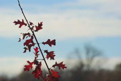 Herfst