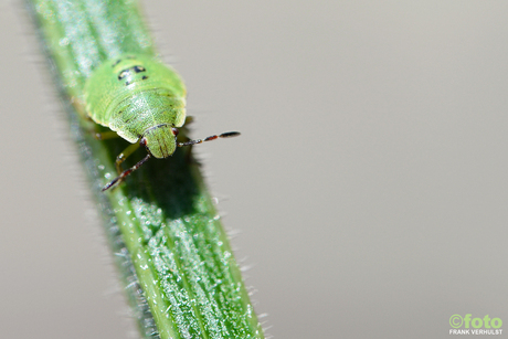 groen beestje