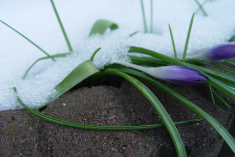 snowy flower