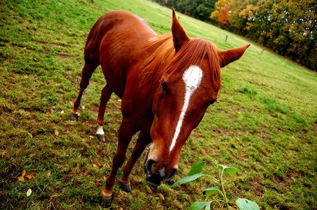 paard in herkenbosch