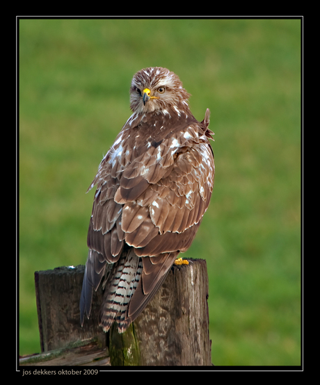 buizerd