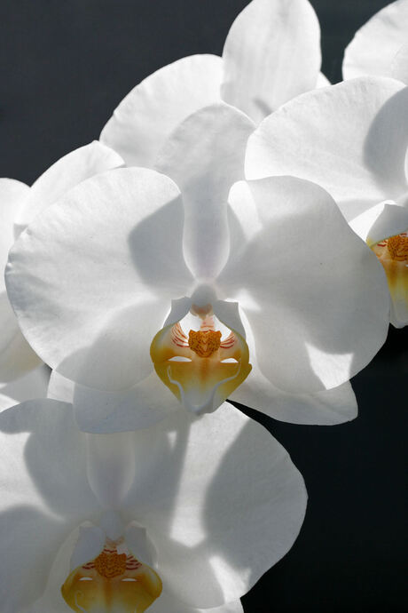 orchidee