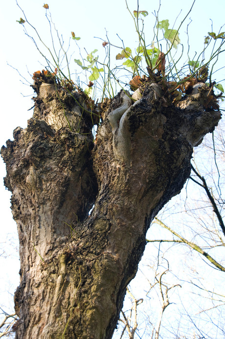 Knotwilg op de Colleberg