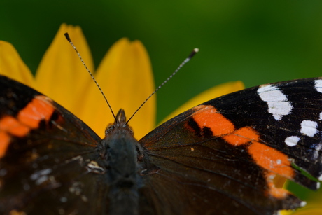 atalanta vlinder