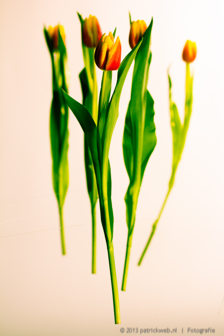 tulpen (7).jpg