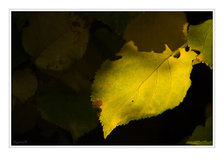 Herfst (1)