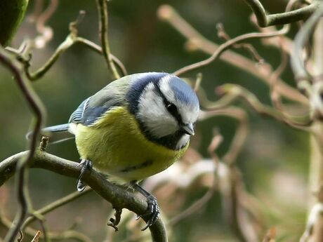 Mees in hazelaar incl