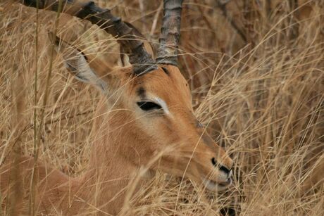 Impala