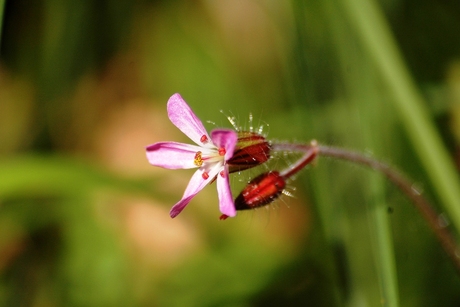 macro bloem.jpg