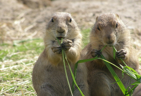 Wel netjes eten!