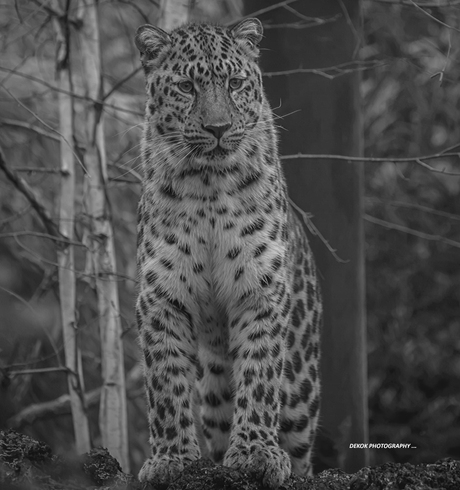 Amur leopard in B&W ....